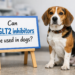 SGLT2 inhibitors in dogs