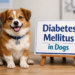 canine diabetes mellitus