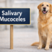 salivary mucocele in dogs
